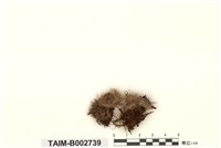 藏品(疣葉白髮苔)的圖片